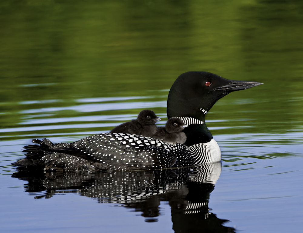 Canada National Bird Loon