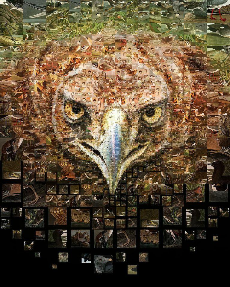 Audubon Climate Issue Mosaic
