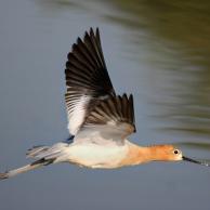 Baltimore Oriole  The Audubon Birds & Climate Change Report