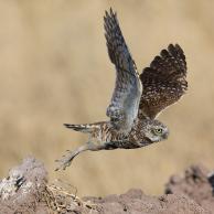 Burrowing Owl 6