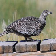 Greater Sage-Grouse 1