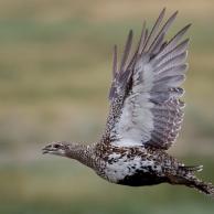 Greater Sage-Grouse 2