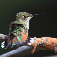 Rufous Hummingbird 1