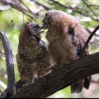 Spotted Owl 2