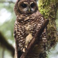 Spotted Owl 3