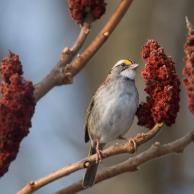 White-throated Sparrow 5