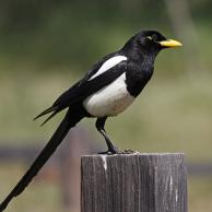 Yellow-billed Magpie 1
