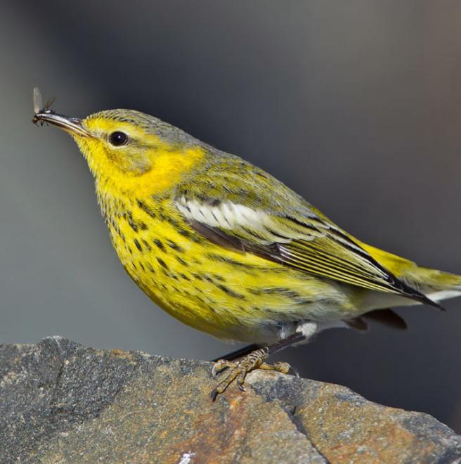 Cape hotsell may audubon