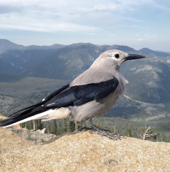 Clark s Nutcracker The Audubon Birds Climate Change Report