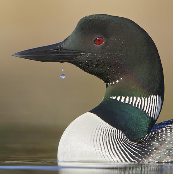 Common Loon The Audubon Birds & Climate Change Report