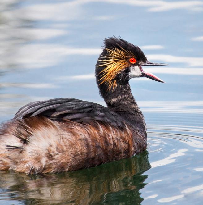 Eared Grebe | The Audubon Birds &amp; Climate Change Report