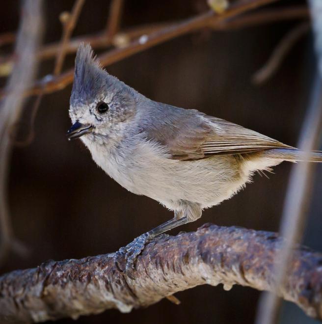 Juniper Titmouse | The Audubon Birds & Climate Change Report