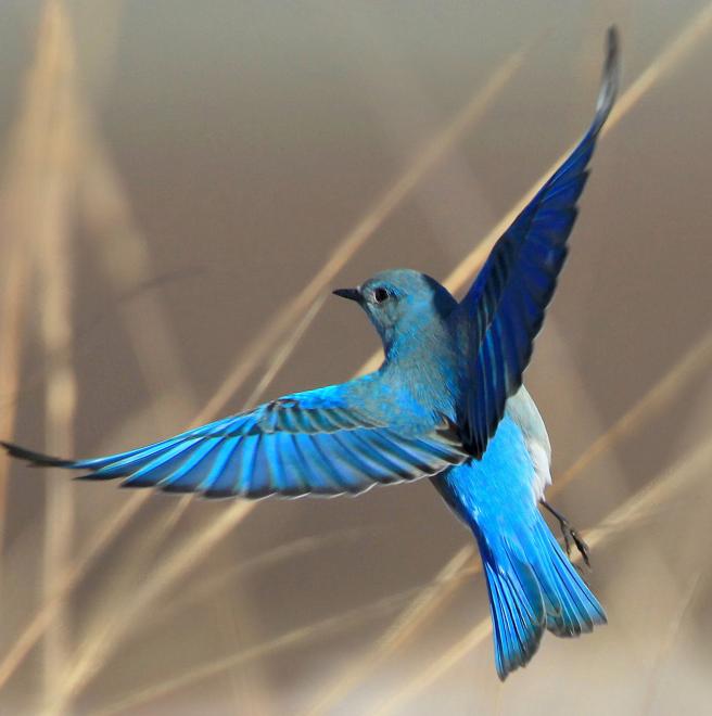 Mountain Bluebird  The Audubon Birds & Climate Change Report