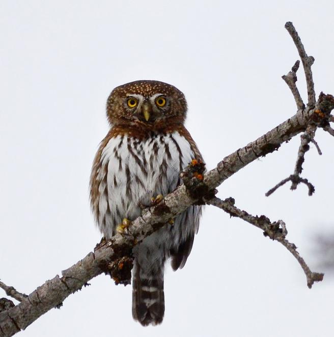 Northern Pygmy-Owl | The Audubon Birds & Climate Change Report