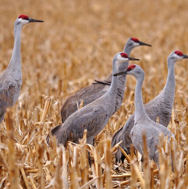 Nj crane hot sale bird