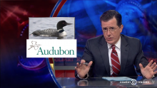 Colbert Report Audubon report